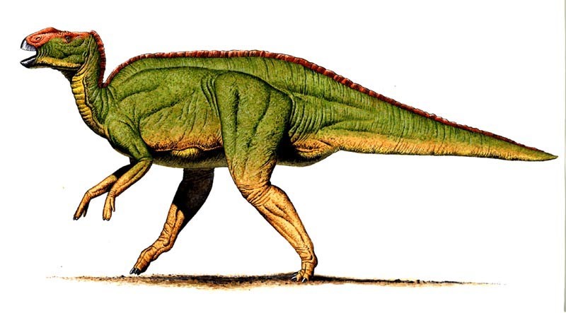 Hadrox Image Meet Hadrosaurus – Dinosaur Lady